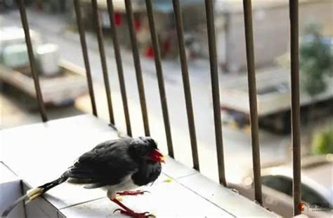 鸟死在家里|鸟死在家门口的风水征兆 替身挡灾仍需当心